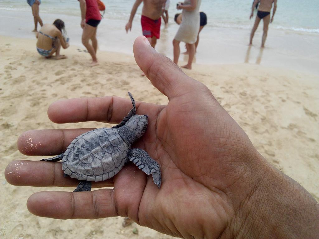 Sayuri Beach Hotel มาตารา ภายนอก รูปภาพ